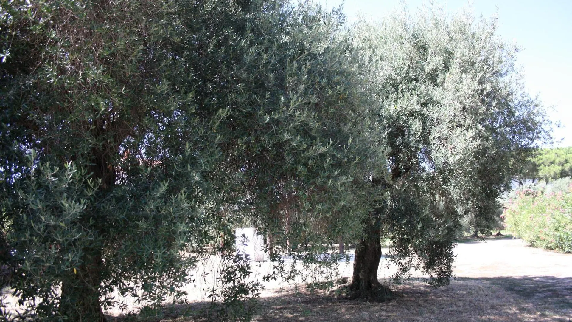 Appartamento L' Antico Ulivo Iglesias Italia