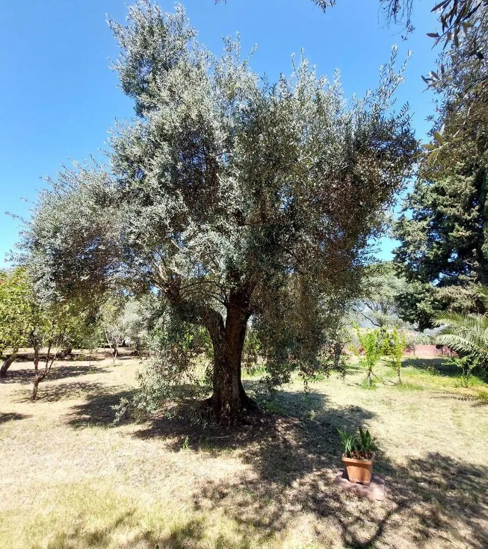 Appartamento L' Antico Ulivo Iglesias